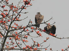 Slender-billed Vulture