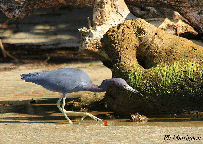 Little Blue Heron, identification, walking, fishing/hunting