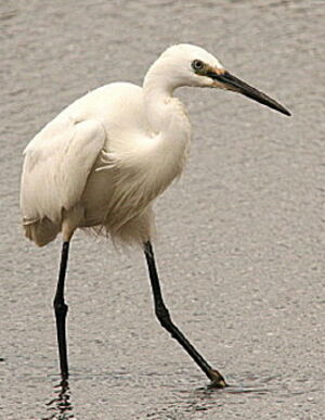 Aigrette garzette