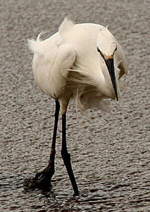 Aigrette garzette