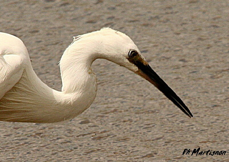 Little Egret, identification