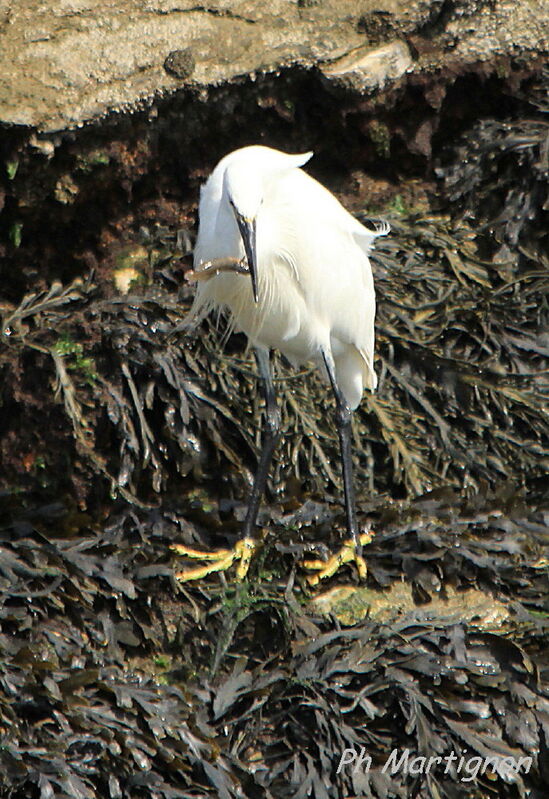 Little Egret, identification, feeding habits, eats
