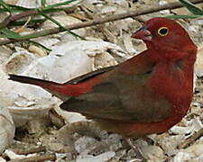 Red-billed Firefinch