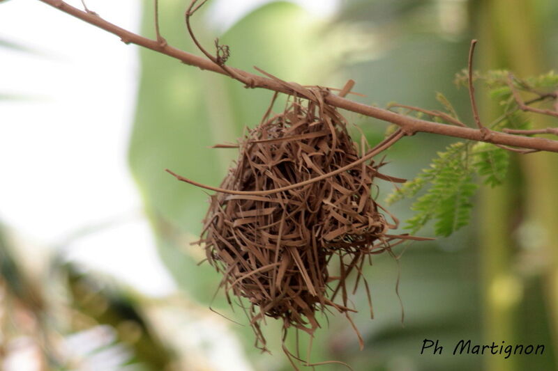 Red-billed Firefinch, habitat, Reproduction-nesting