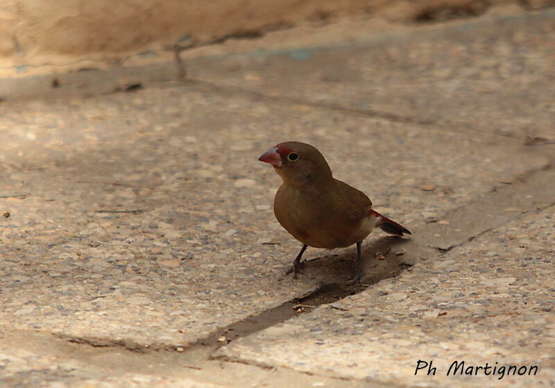 Red-billed Firefinch female, identification