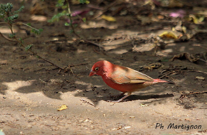 Red-billed Firefinch male, identification