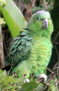 Southern Mealy Amazon