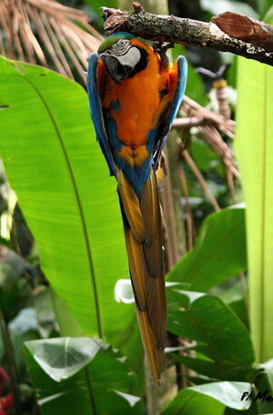 Blue-and-yellow Macaw
