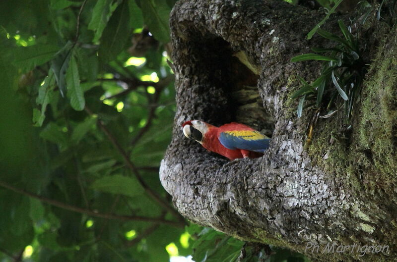 Scarlet Macaw, identification