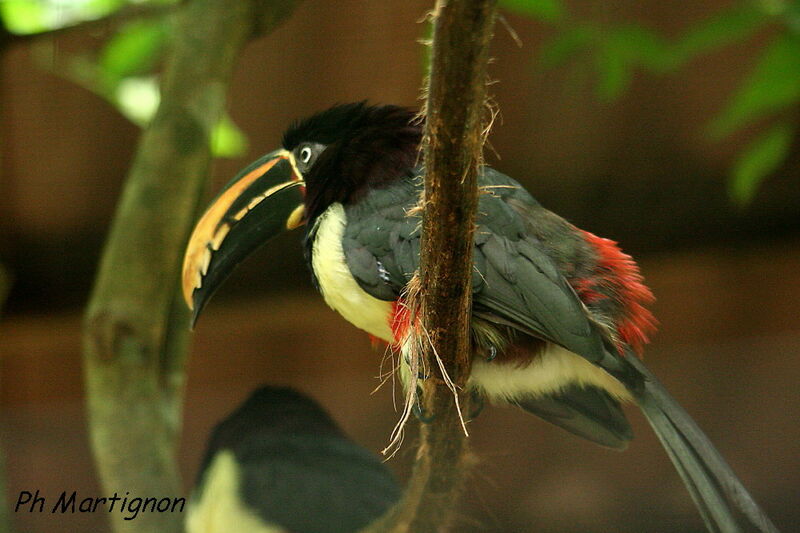 Black-necked Aracari, identification