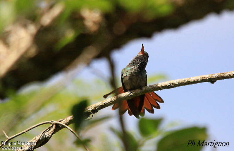 Rufous-tailed Hummingbird, pigmentation, Behaviour