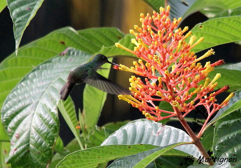 Mangrove Hummingbird, identification