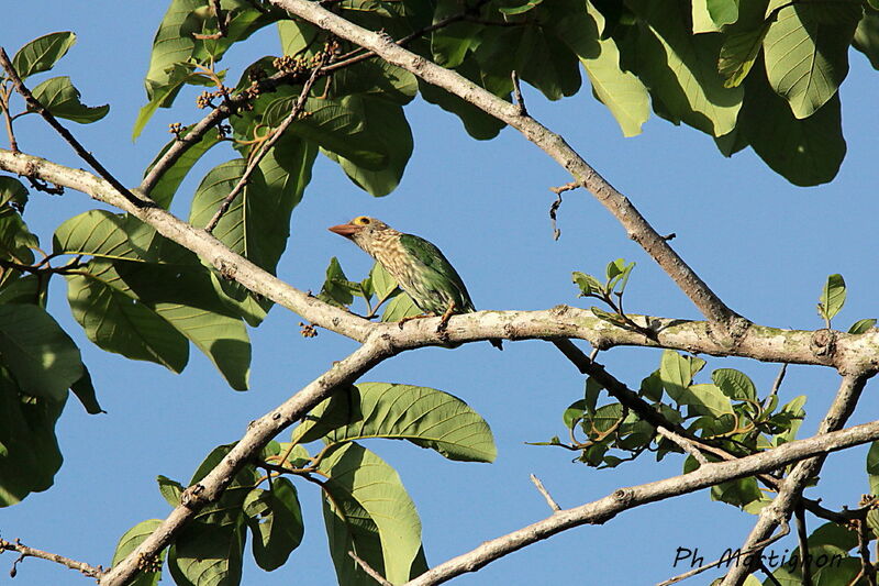 Lineated Barbet, identification
