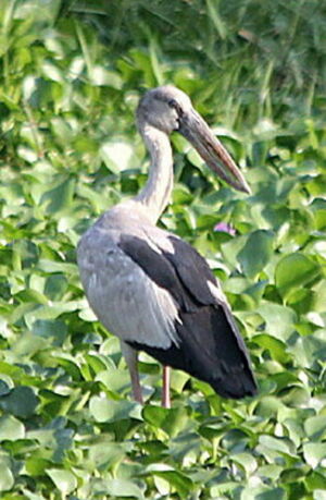 Asian Openbill