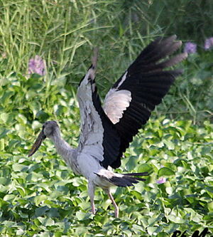 Asian Openbill