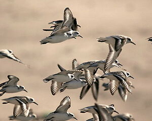 Sanderling 
&copy; Philippe Martignon