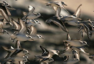 Bécasseau sanderling