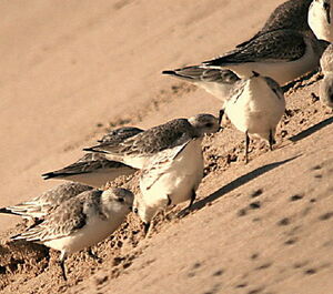 Sanderling 
&copy; Philippe Martignon