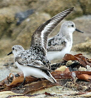 Sanderling 
&copy; Philippe Martignon