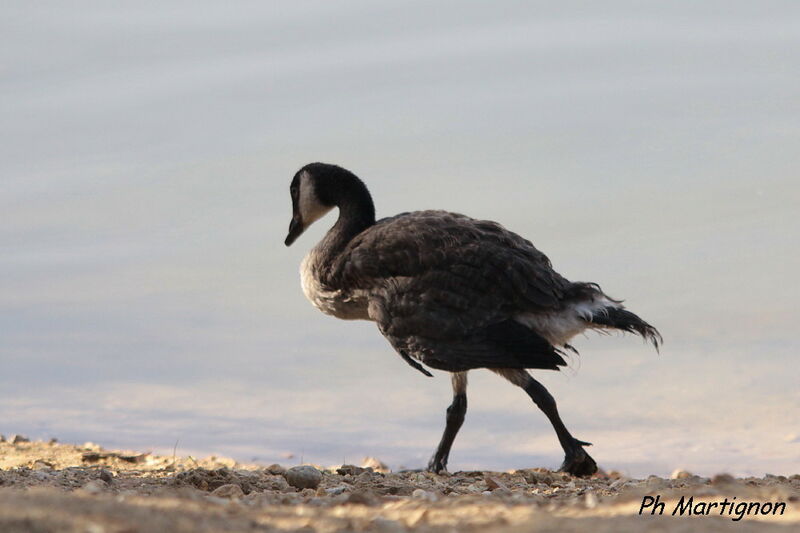 Canada Goose, identification