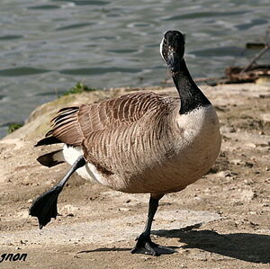 Canada Goose