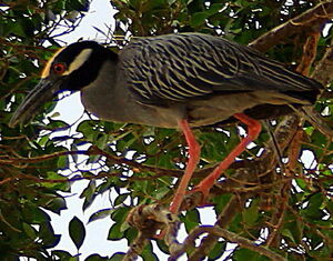 Yellow-crowned Night Heron