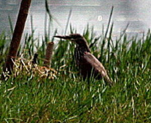 Black Bittern