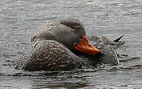 Fuegian Steamer Duck