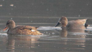 Gadwall