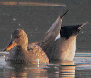 Gadwall