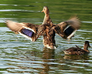 Mallard