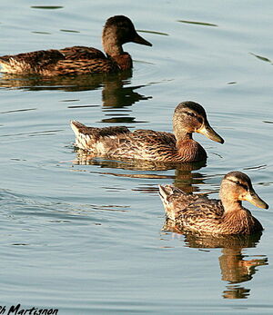 Mallard