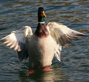 Mallard
