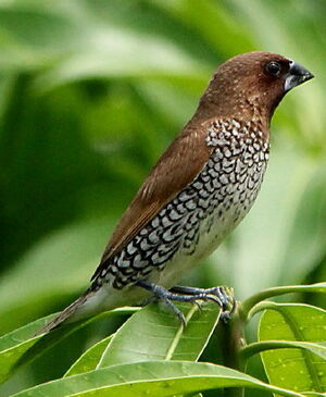 Scaly-breasted Munia