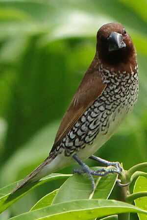 Scaly-breasted Munia