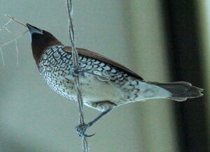 Scaly-breasted Munia