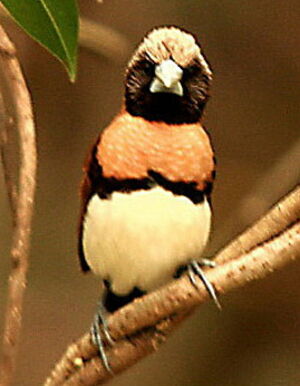 Chestnut-breasted Mannikin
