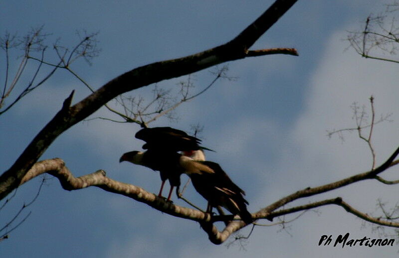 Crested Caracara (cheriway), identification