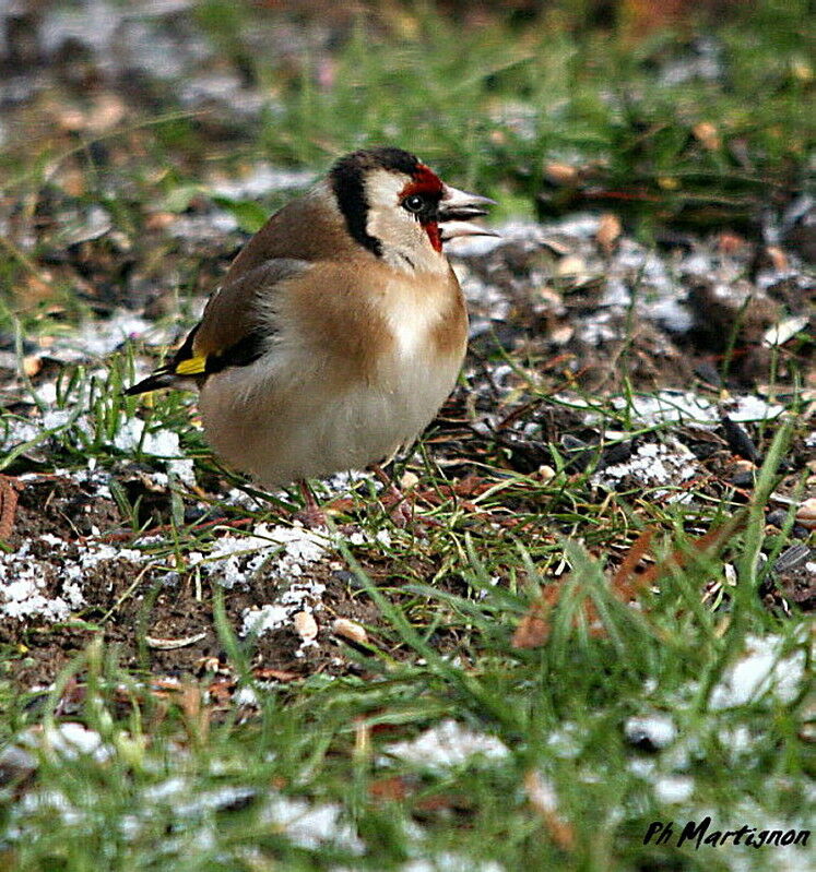 European Goldfinch, identification, feeding habits