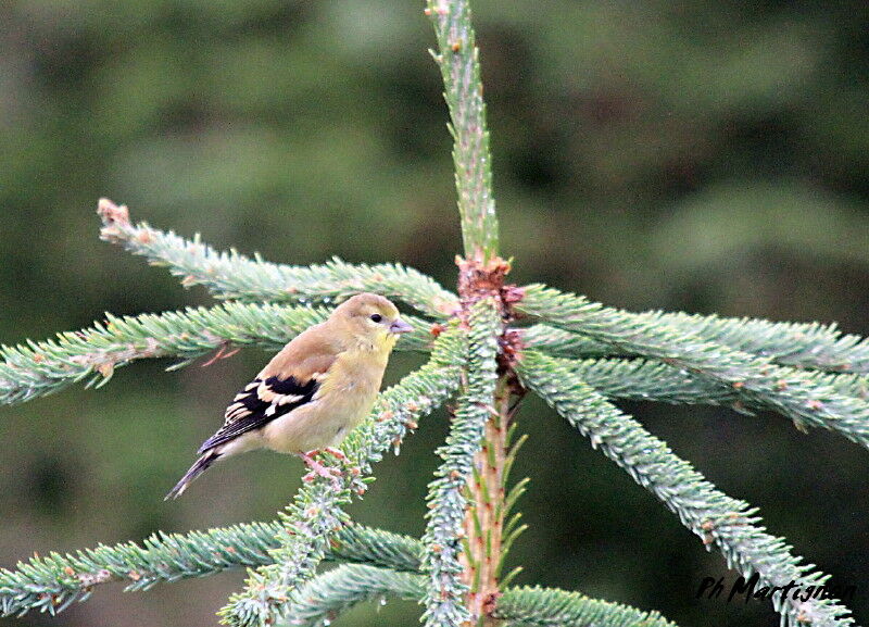 American Goldfinch female First year, identification