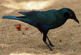 Bronze-tailed Starling