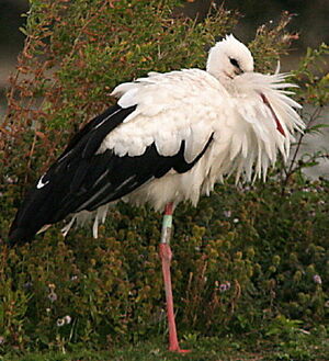 Cigogne blanche