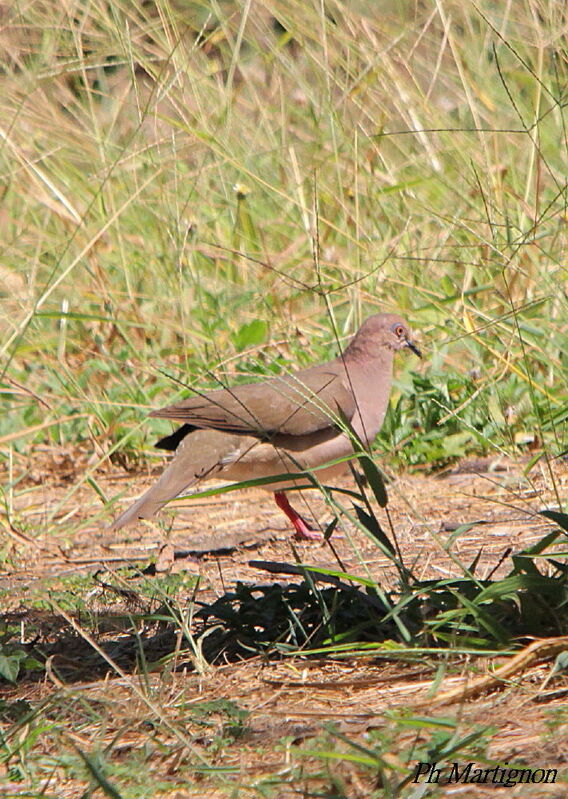 White-tipped Dove, identification