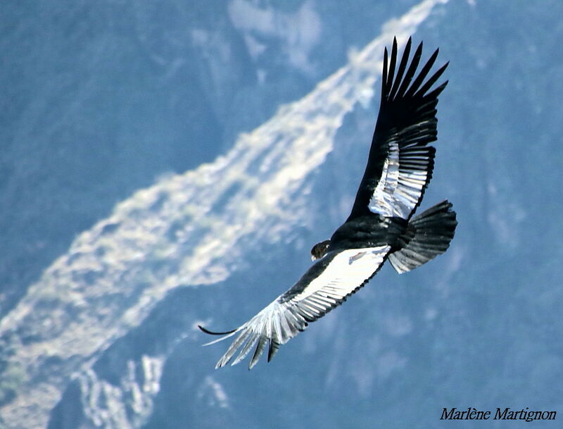 Condor des Andes, Vol