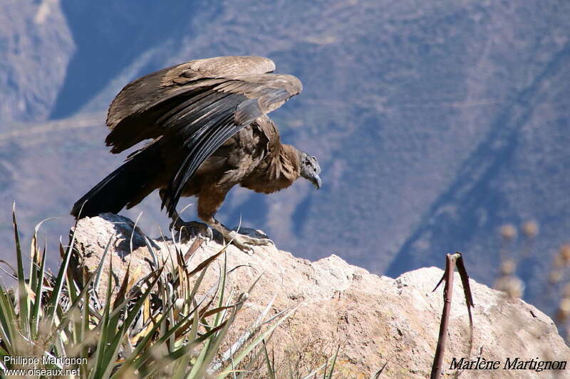 Condor des Andes1ère année, identification