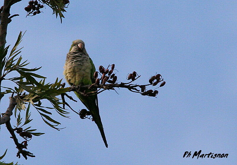 Conure veuve - Myiopsitta monachus