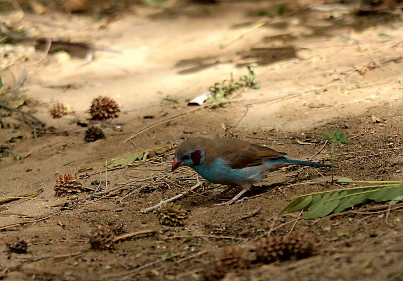 Red-cheeked Cordon-bleu male adult, identification
