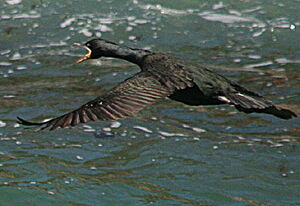 European Shag