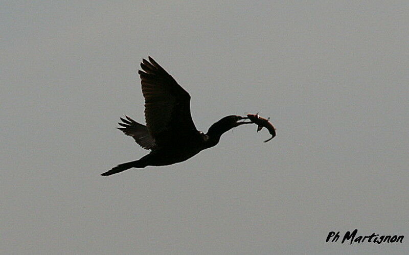 Neotropic Cormorant, Flight, feeding habits