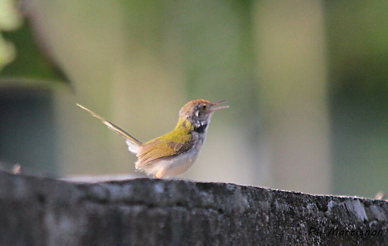 Dark-necked Tailorbird, identification